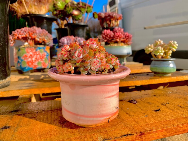 Rare Echeveria ‘Orange Monroe’ | Boutique Succulent | WYSIWYG | Bare Root Plant 2512-053