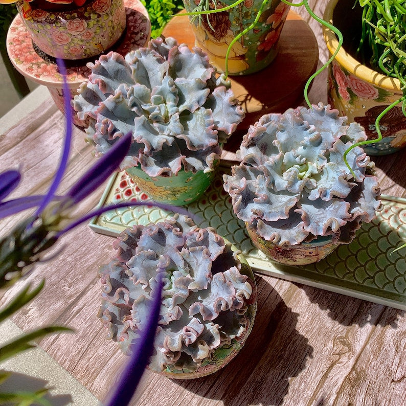 Echeveria 'Crispate Beauty' Single-stemmed Living Plant Approx. 4 inches in Diameter