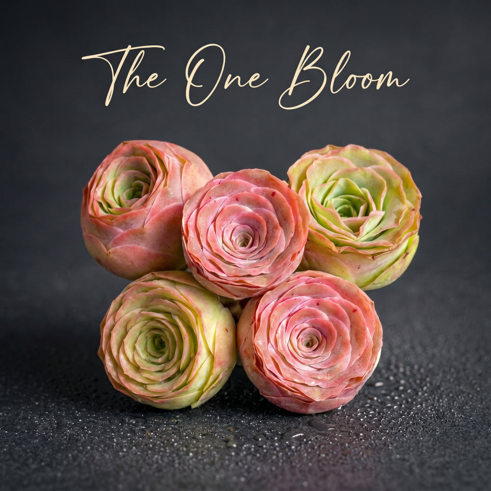 6 pcs Aeonium 'Aureum' - Captivating Everlasting Live Rose - Small and Exquisite Succulent Plant