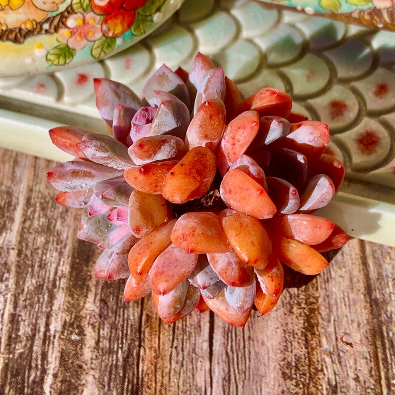 Echeveria 'Snow Angel' Multi-stemmed Cluster Approx. 3–3.5 inches Across