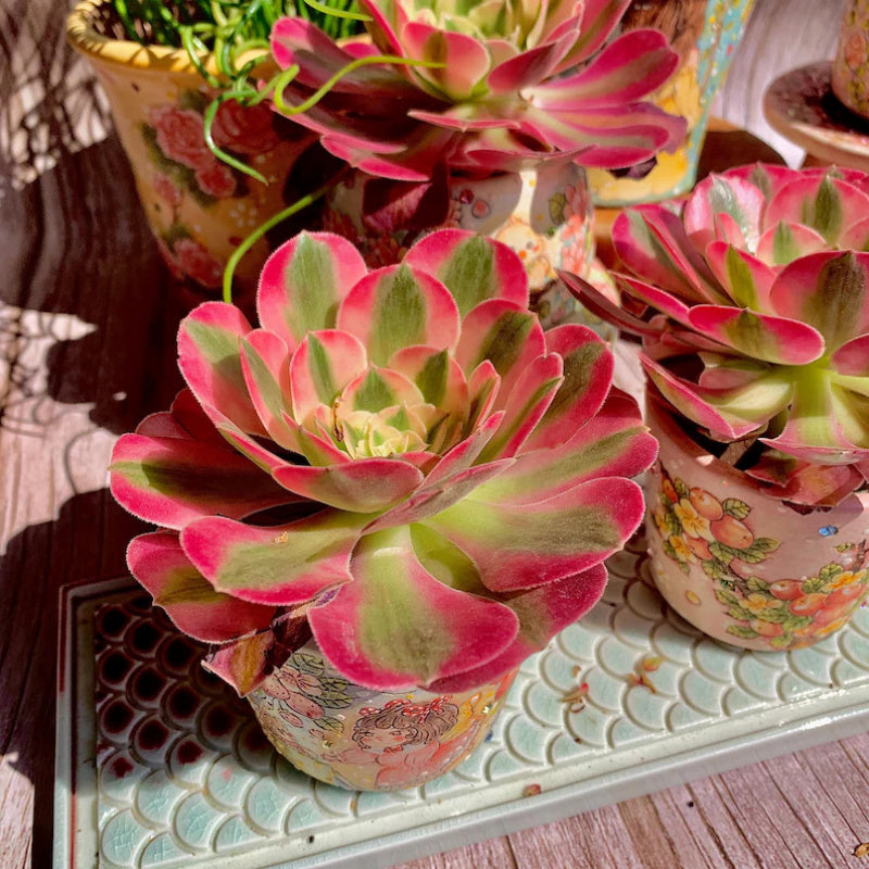 Aeonium 'Pink Witch' - Sought-after Colorful Addition to Collection