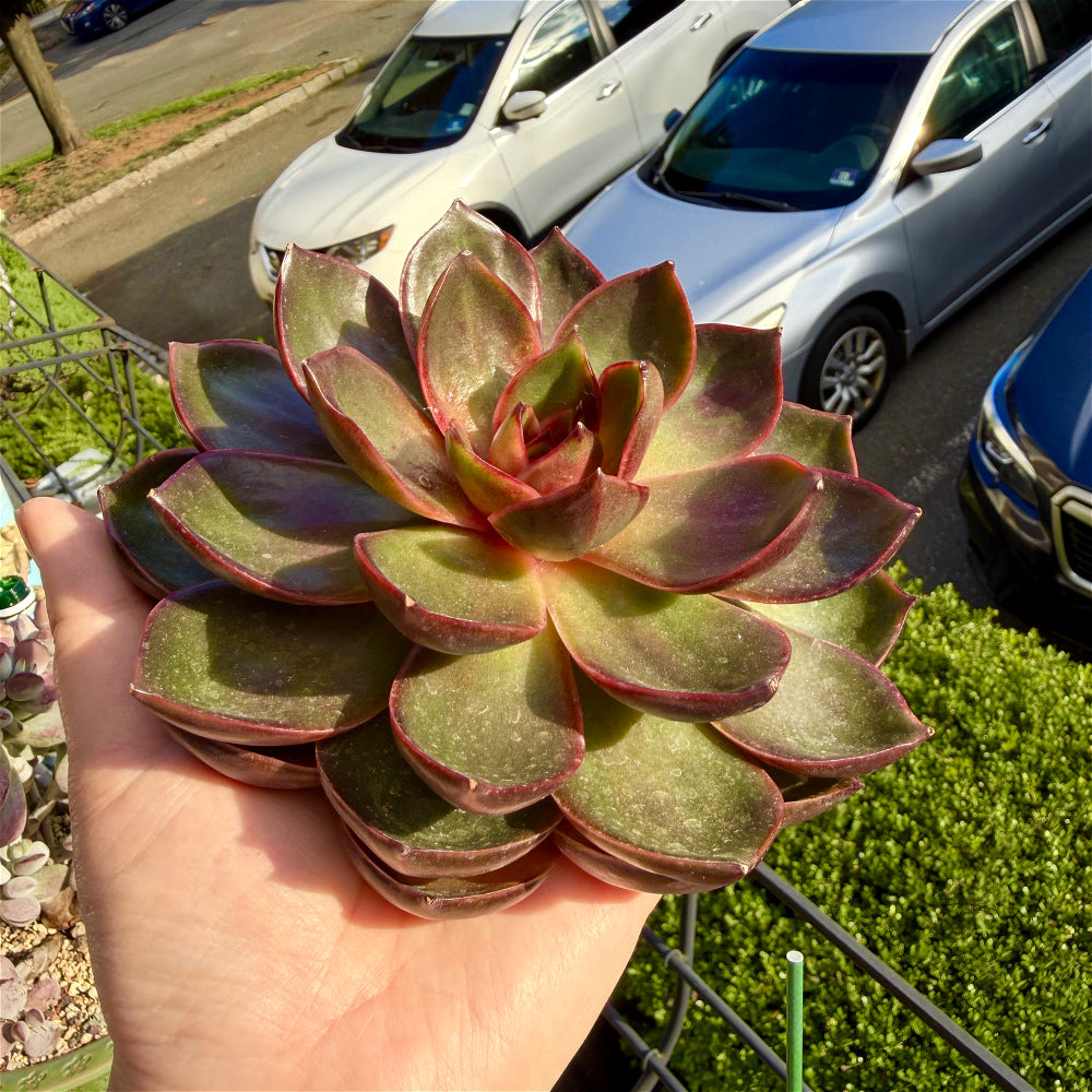 Echeveria 'Red Lantern' ~4"-5" - Boutique Rare Succulent Live Plant