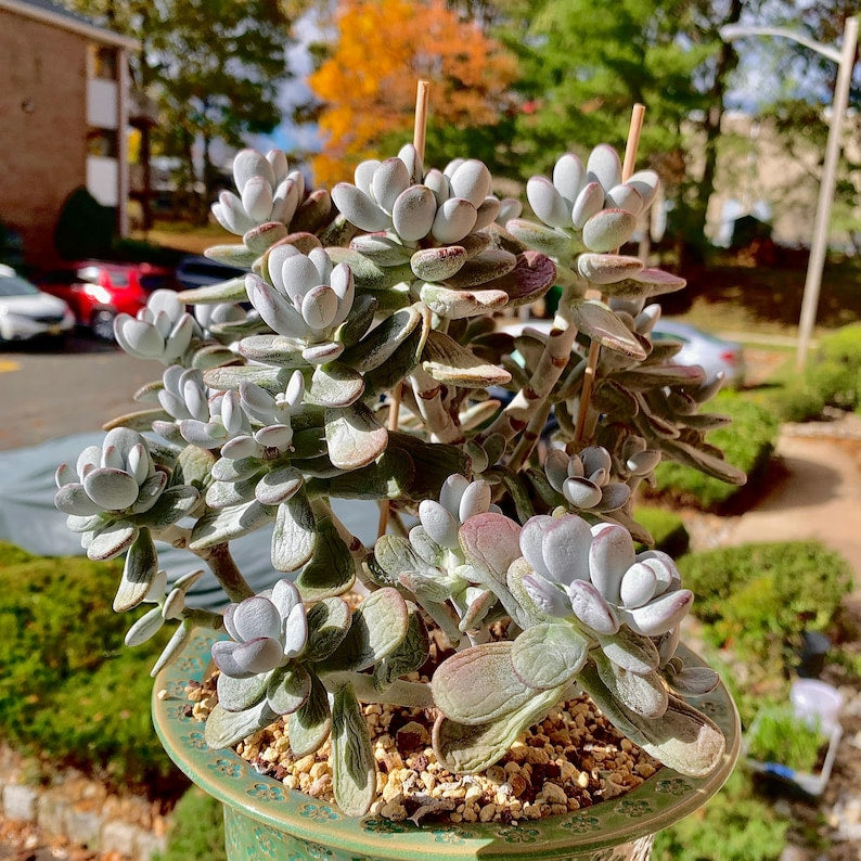 Boutique Big Rare Succulents/Cotyledon Orbiculata cv. Variegated/What You See is What You Get/Bare Root Without Soil Pot/Plants Gifts