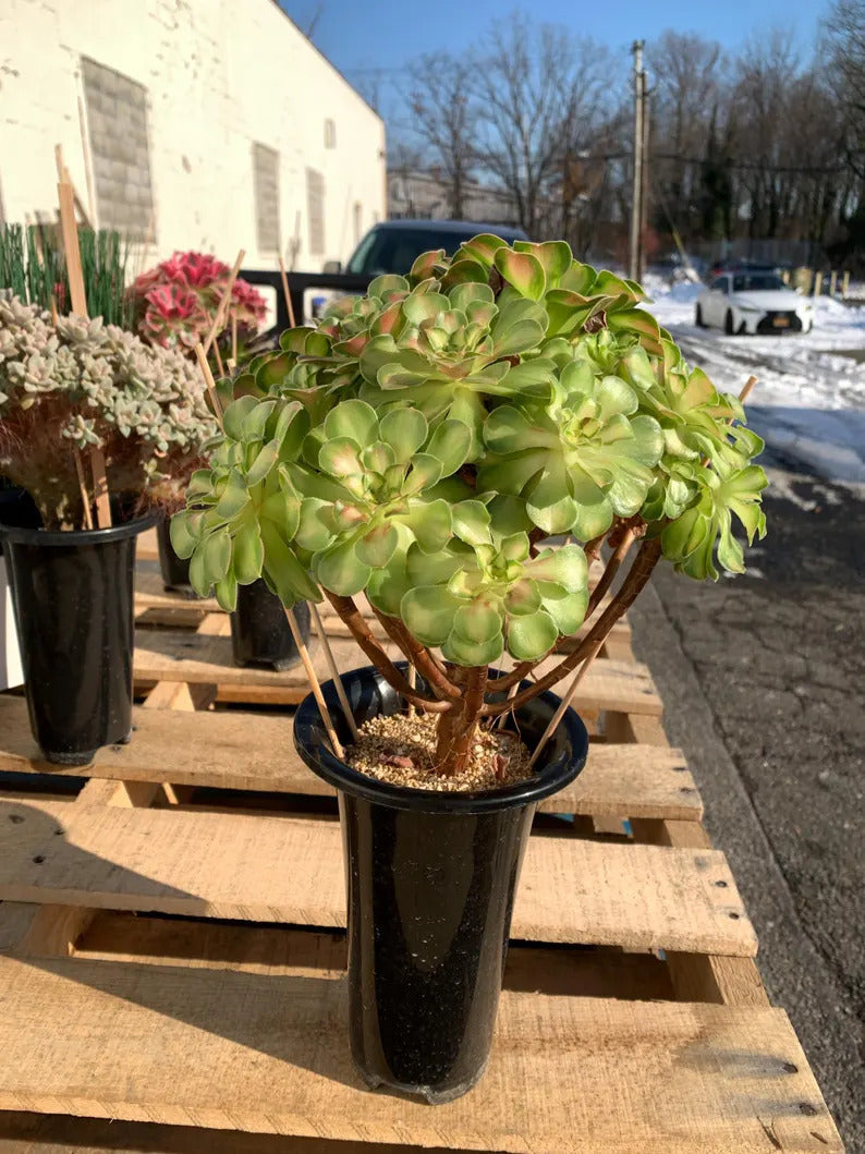 2512-005 Aeonium Arboreum 'Shaohua' - What You See What You Get Live - Boutique Rare Plant