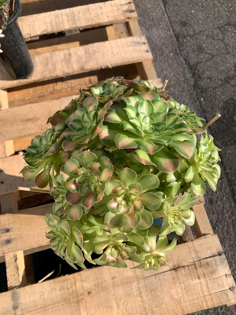 2512-005 Aeonium Arboreum 'Shaohua' - What You See What You Get Live - Boutique Rare Plant