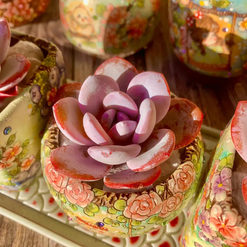 Echeveria 'Laui' Single-headed Living  Succulent Approx. 2–2.5 inches in Diameter
