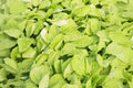 Edible Amaranth Seeds 500 Pack – White Light Green, Heirloom, Microgreens & Garden Planting – Amaranthus tricolor