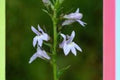 Lobelia inflata Seeds – Native Annual Wildflower for Gardens, Meadows & Pollinator Support, 500 Seeds