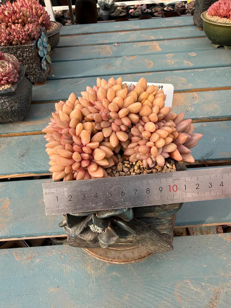 Exact Plant ID: THY098-0039 – Echeveria 'Peach Blossom Spring' – Rare Crested Succulent | 4-Years-Old Approx. 5-inch Across