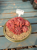 Plant ID: XHL078-0035 WYSIWYG Living Plant --❀ Echeveria 'Conch' 3.5-Year-Old Stage ❀–- Rare Multi-Head Clump-forming Succulent