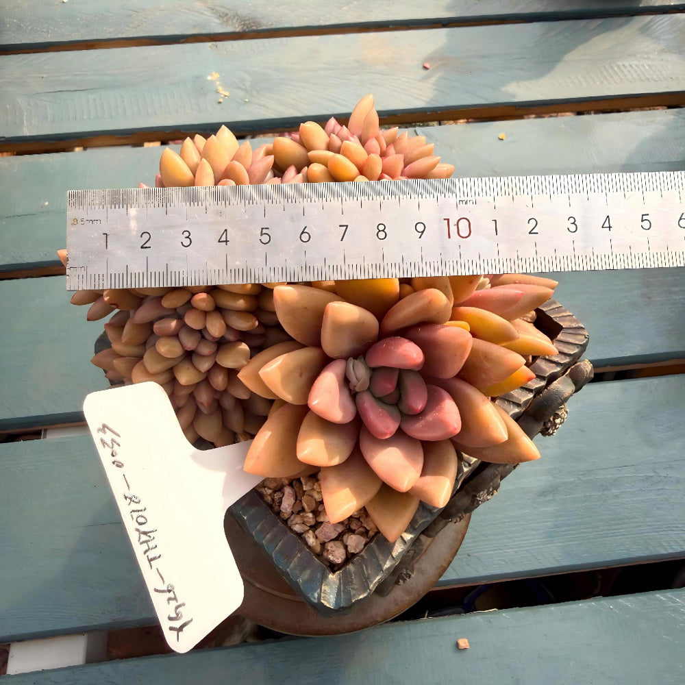 THY078-0033 Rare Echeveria 'Peach Blossom Spring' - 4-Years Grown 5" Large Living Succulent - A Unique Gift For Plant Lovers