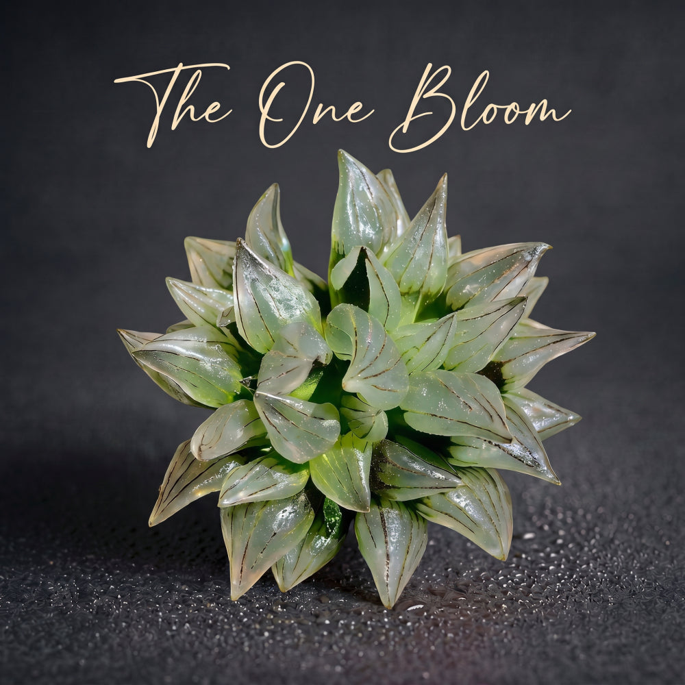 “Jelly” Plant Favorite Among Collectors - Haworthia Magnifica Var. Atrofusca - Rare Live Succulent Allow Light to Reach Plant's Interior
