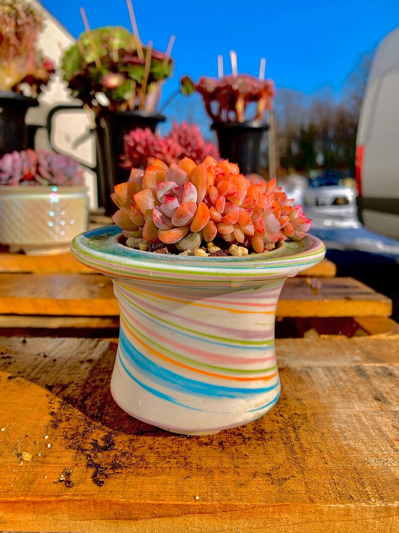 Rare Echeveria ‘Orange Monroe’ Succulent Plant | What You See is What You Get | Boutique Live Succulent | Bare Root 2512-036