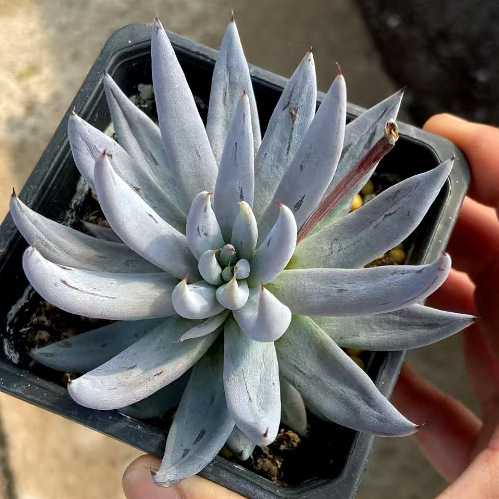 Echeveria Unguiculata - A Solitary Rosette Rare Succulent - Easy-care Plant Ideal For Windowsills and Desks