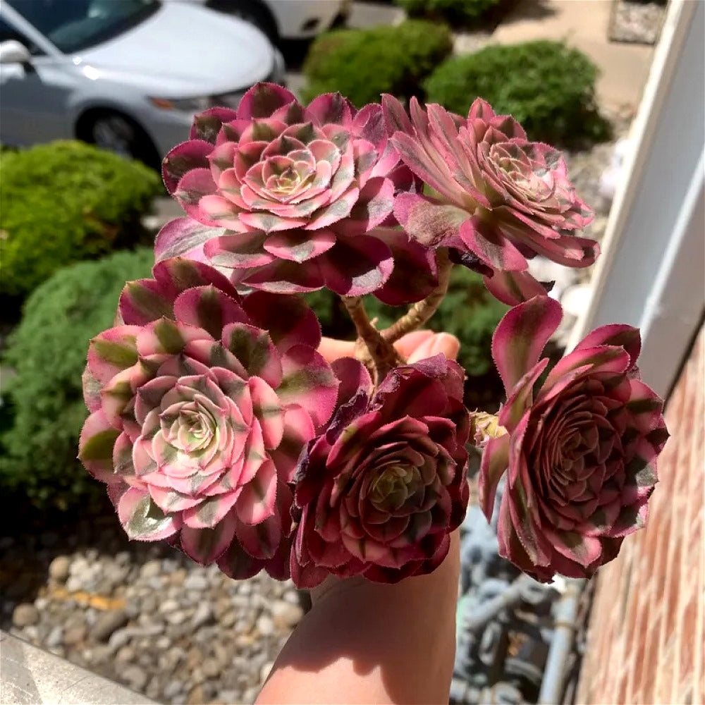 Premium Rare Live Succulent - Aeonium 'Pink Witch' Variegated - 4-5 Heads Clump-forming Plant - Perfect as Wedding Favors or Indoor Decor