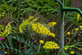 Solidago nemoralis Seeds – Old Field Goldenrod Wildflower, Native Perennial, Pollinator Plant, Bright Yellow Flowers, Drought-Tolerant
