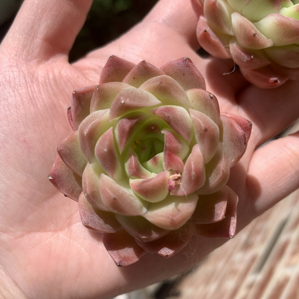 Echeveria 'Dreamlike Nebula' - Single Diameter Approx. 2"-2.5"