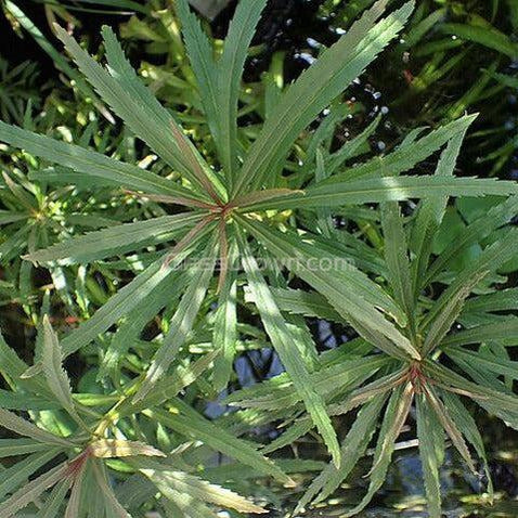 Bunch Pogostemon Stellatus 'Octopus'