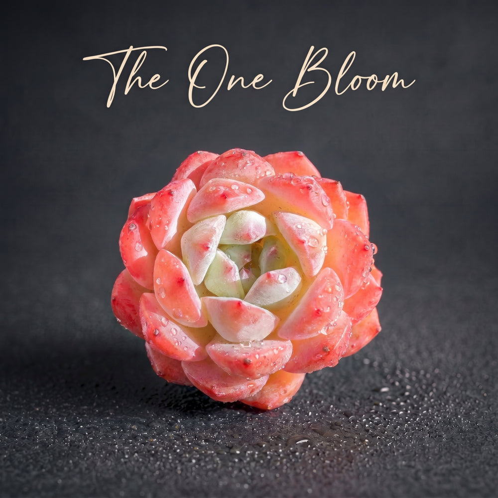 Echeveria 'Strawberry Almond' Succulent - Rare Pink Live Plant