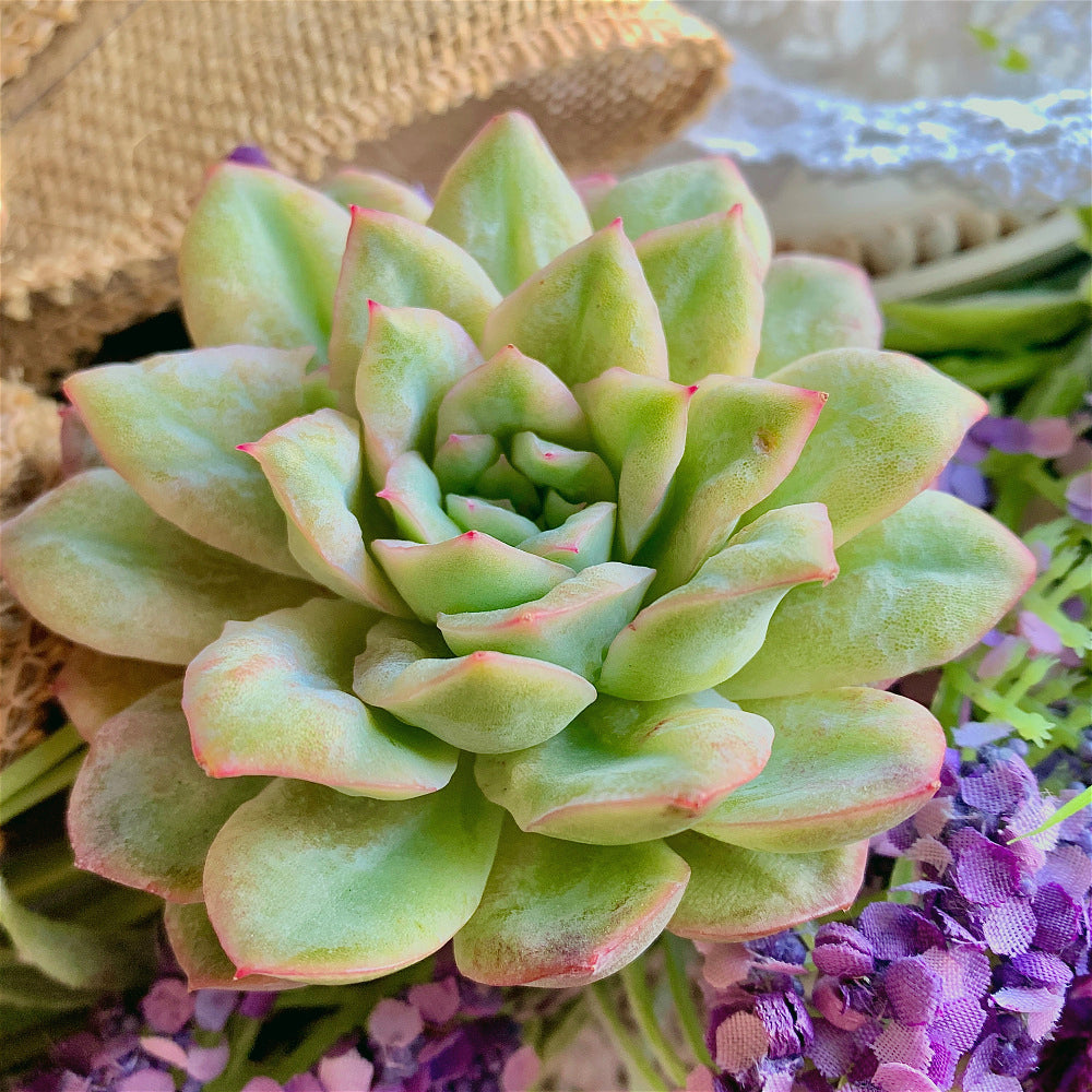 Echeveria 'Floral Bride' - A Stunning Rosette-forming Succulent - Low-maintenance Drought-tolerant Houseplant