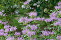 100 Wild Bergamot Seeds – Monarda fistulosa Native Bee Balm Pollinator Perennial Herb for Gardens