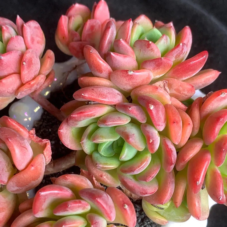 Echeveria 'Fanta' Pink Orange Live Plant