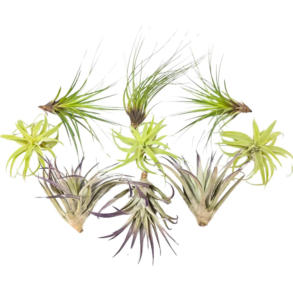 Air Plant