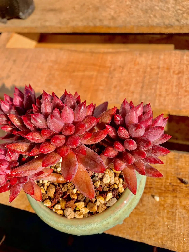 2512-016 Echeveria 'Cherry' - What You See is What You Get Living Plant- Boutique Rare Succulents