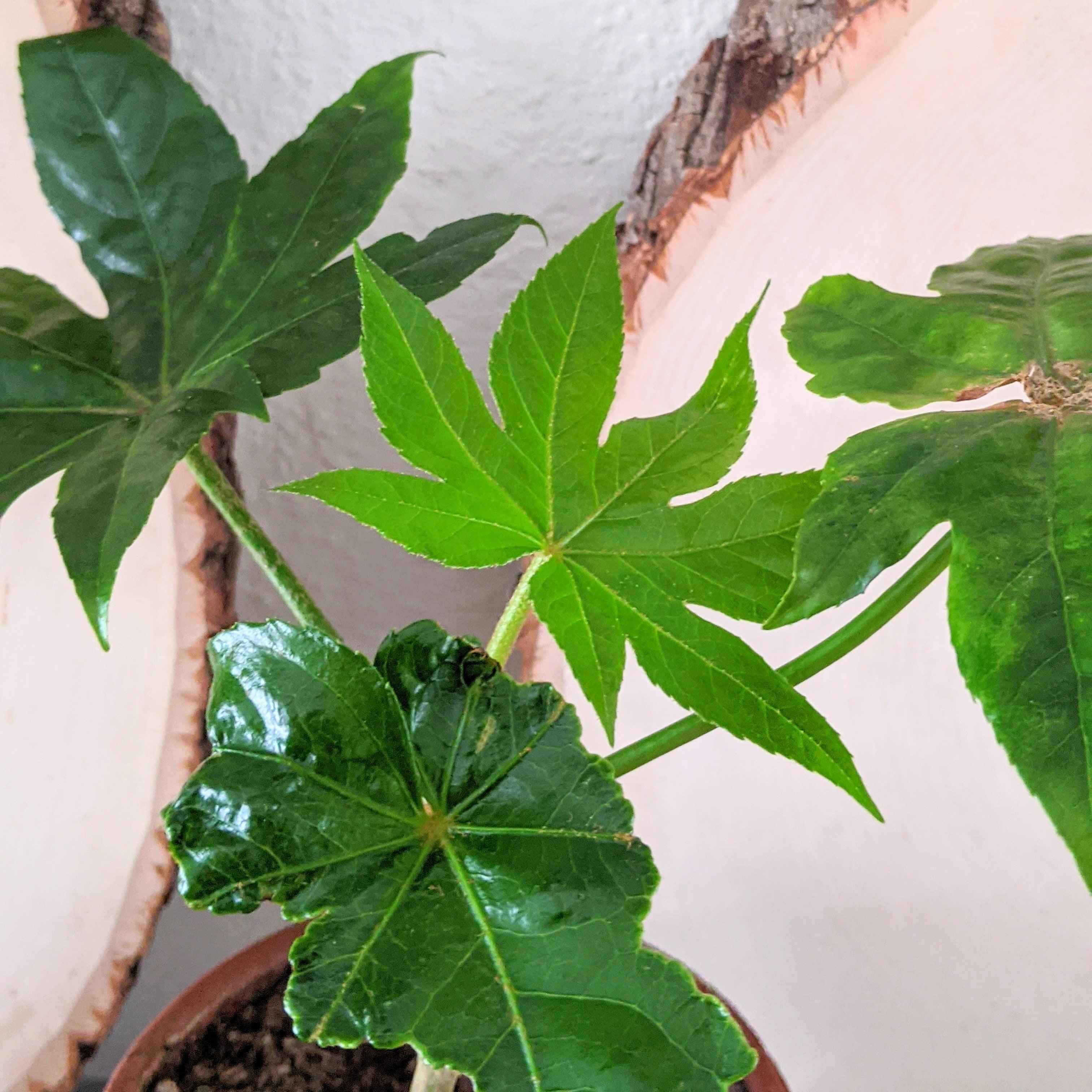 Fatsia Japonica 'Japanese Aralia' Seeds