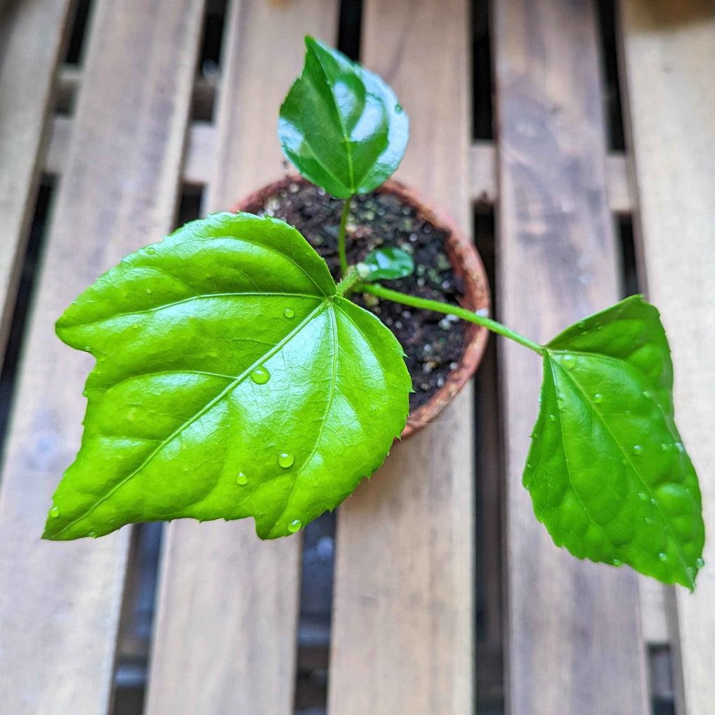 Fatsia Japonica 'Japanese Aralia' Seeds
