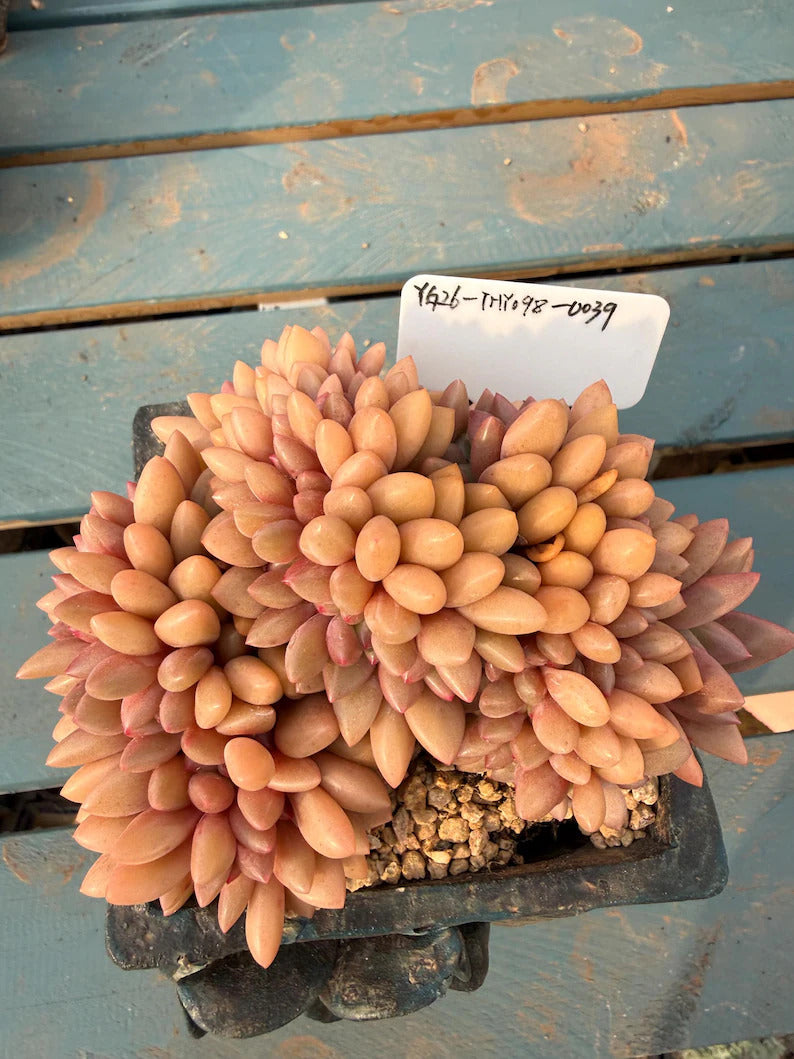 Exact Plant ID: THY098-0039 – Echeveria 'Peach Blossom Spring' – Rare Crested Succulent | 4-Years-Old Approx. 5-inch Across