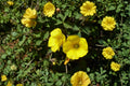 Chilean Yellow Clover Seeds, Oxalis valdiviensis, Groundcover, Yellow Flowers, Perennial Herb, Pollinator-Friendly