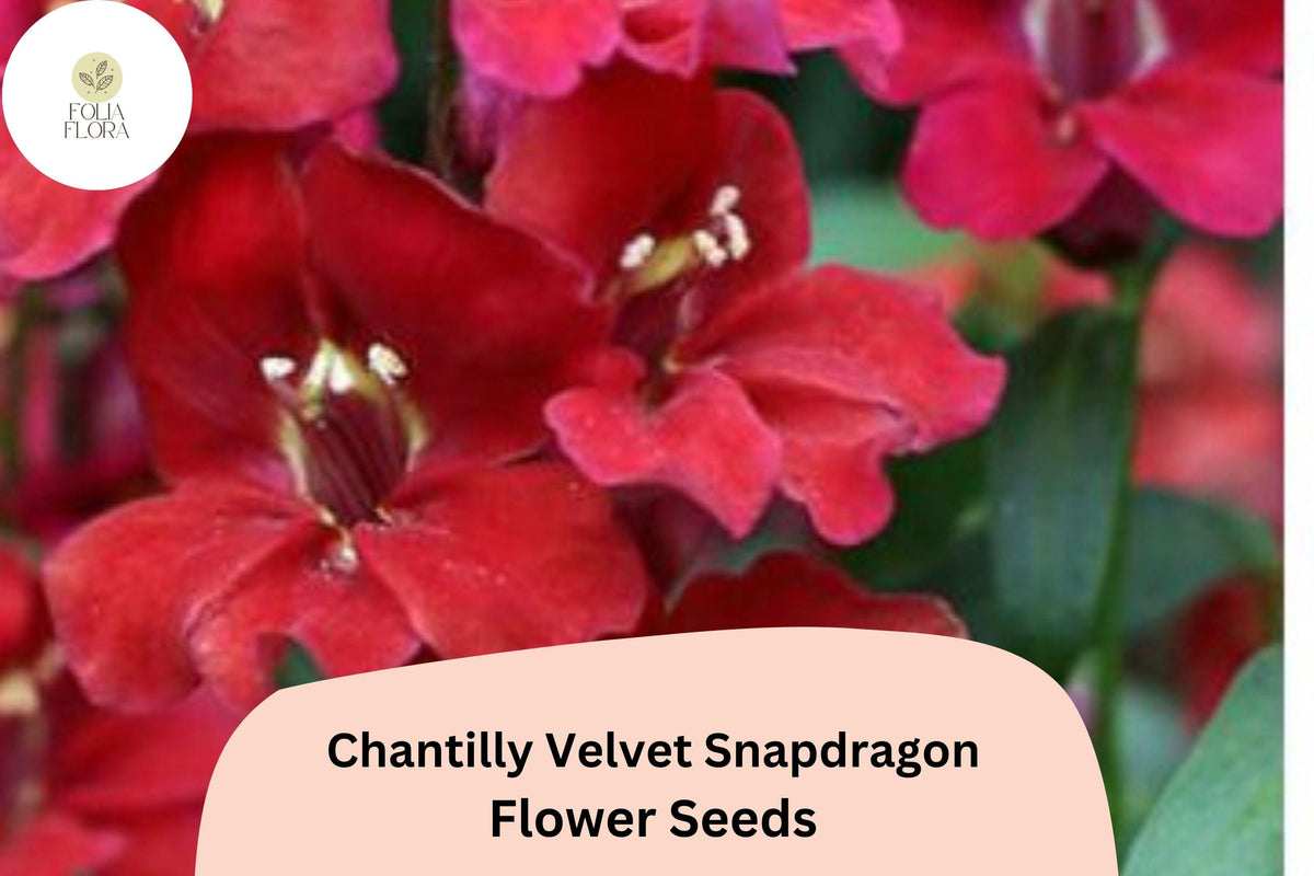 Chantilly Velvet Snapdragon Seeds - 1000+ Deep Red Fragrant Blooms for Garden & Cut Flowers