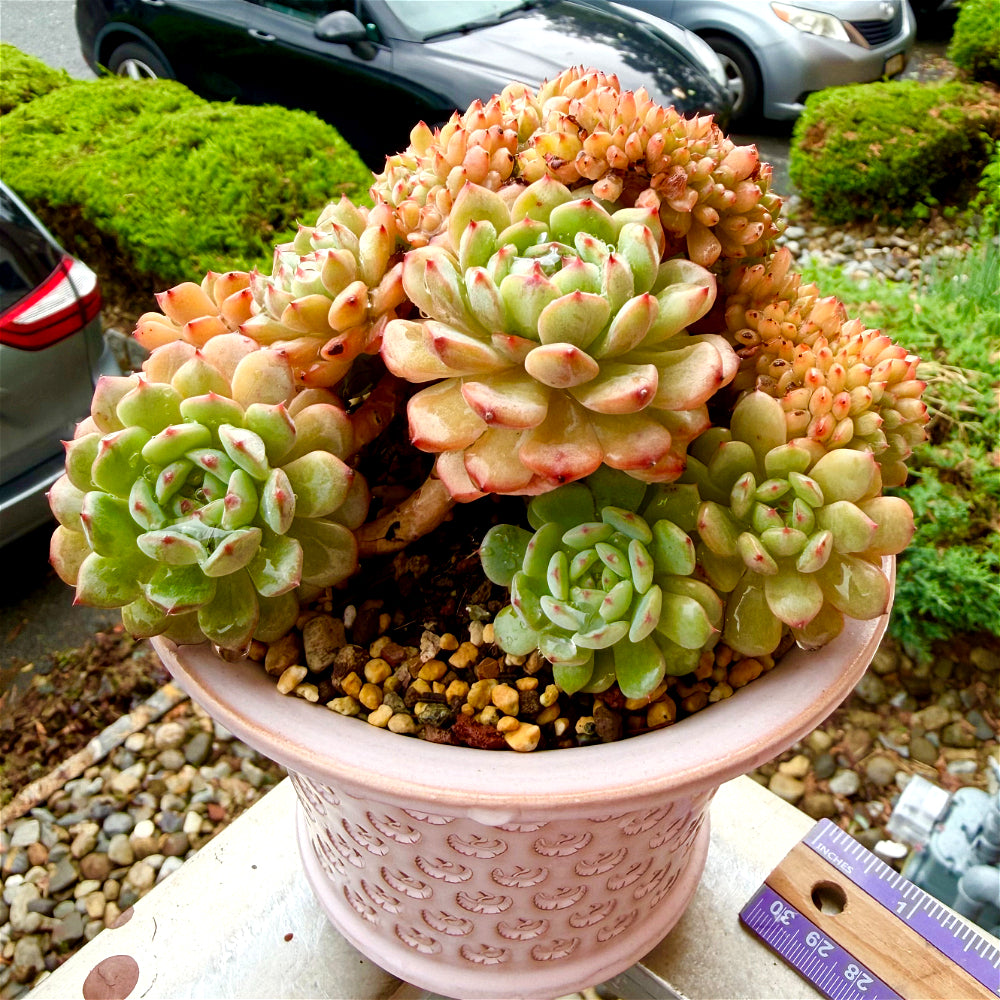 1 of 1 Echeveria 'Chubby Hani' Cristation 5"-5.5" Rare Collector Succulent - Exact Plant Shown One-of-a-Kind