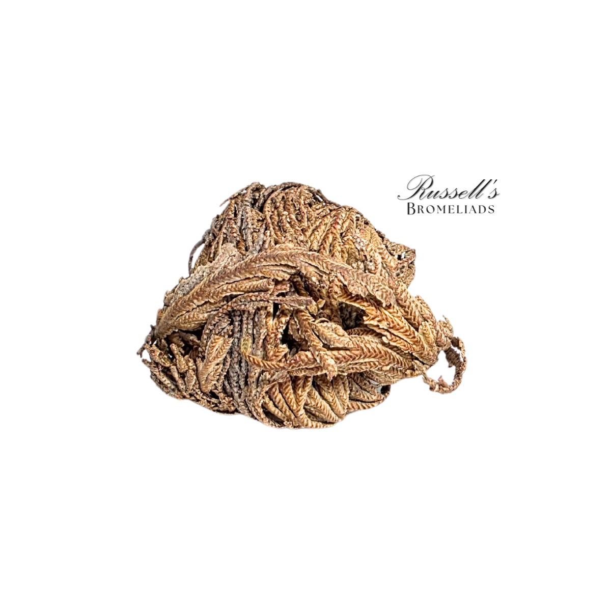Resurrection Plant