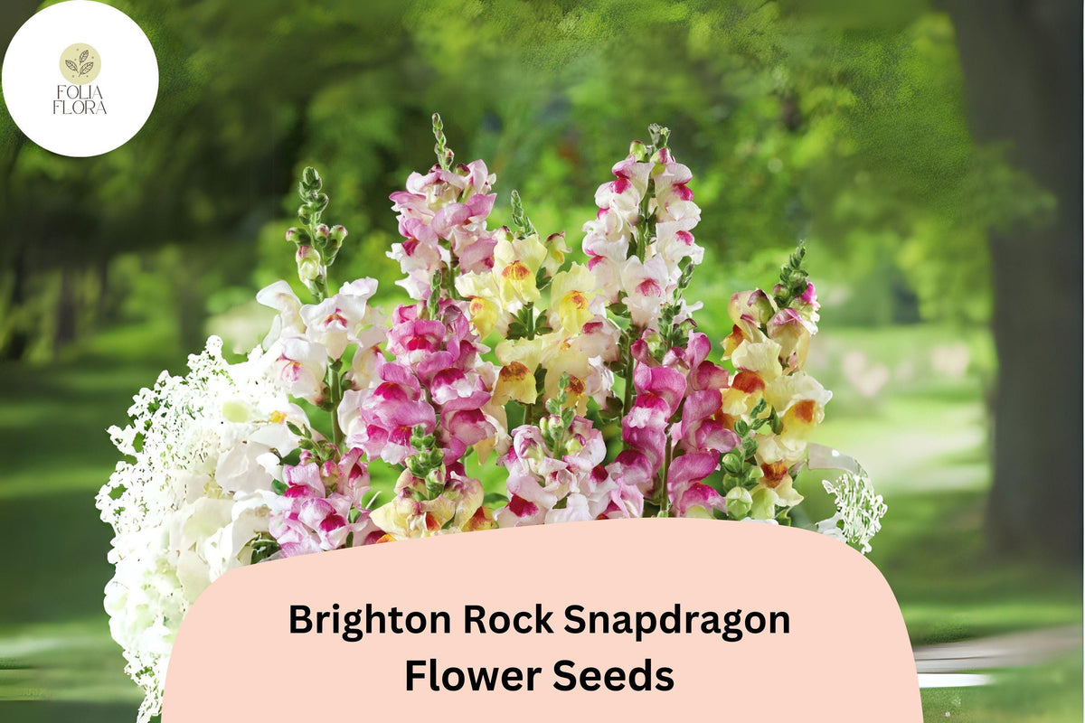Brighton Rock Snapdragon Seeds - 1000+ Bicolor Antirrhinum majus Seeds for Vibrant Gardens