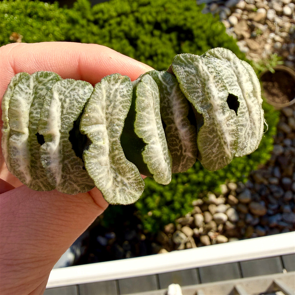 Haworthia Truncata