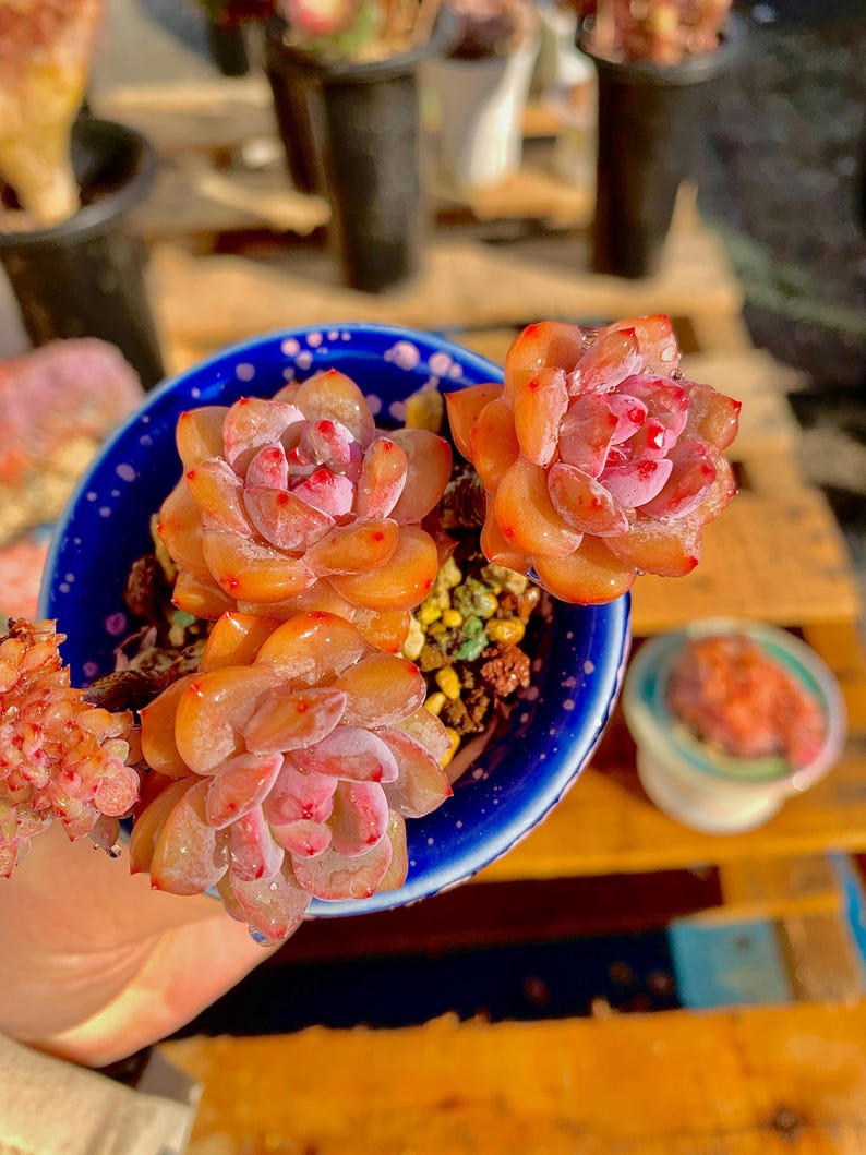 2512-038 Boutique Rare Succulents/Echeveria Orange Monroe/What You See is What You Get /Bare Root Without Soil Pot/Plants Gifts