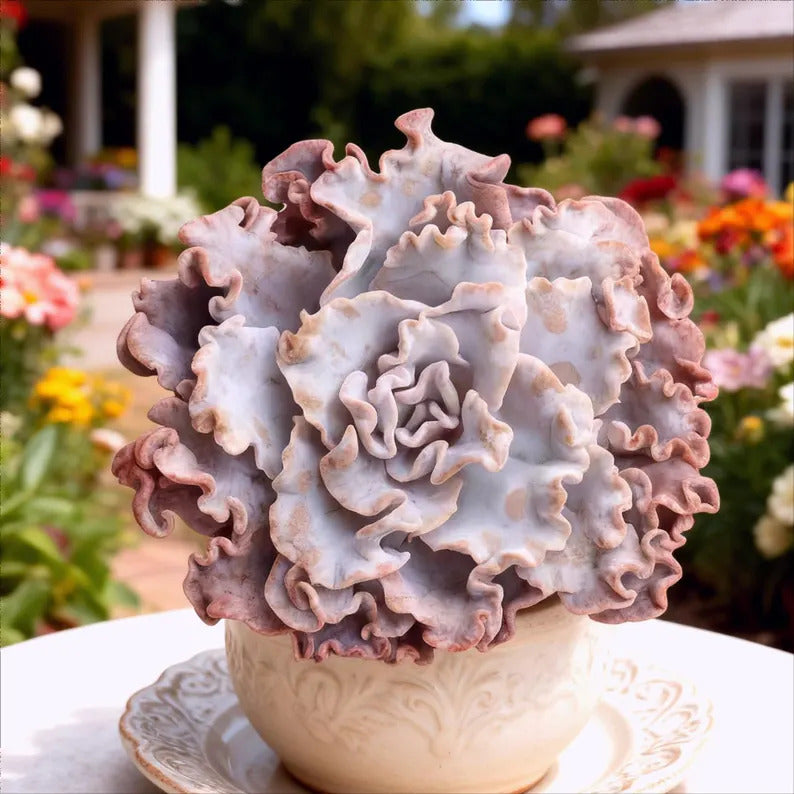 Crispate Beauty Rare Succulent Plants, 3.5" Green Imported Live Succulent Plant, Indoor Office Wedding Party Decor Gifts
