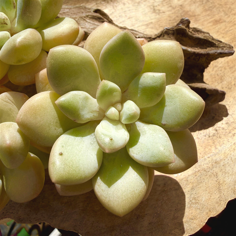 Graptoveria 'Bubble Gum' Multi-stemmed Clustered 3"-3.5"