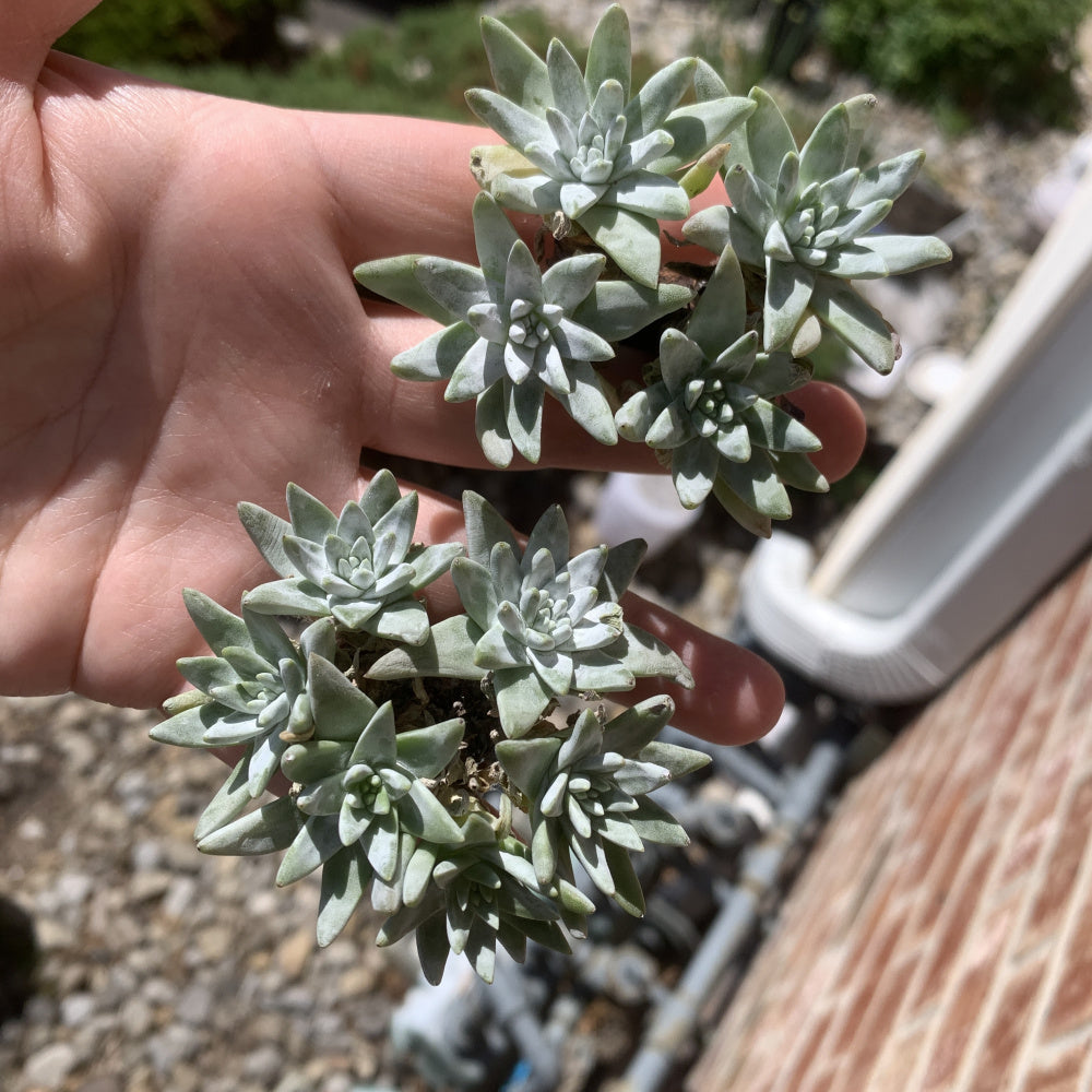 Dudleya gnoma S.W.McCabe - Single Diameter Approx. 2"-2.5"