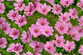 Cosmos Gloria Seeds - Vibrant Pink Annual Flower for Borders, Wildflower Gardens, and Cut Flowers - Cosmos bipinnatus