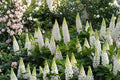 White Lupine Seeds, Perennial Lupinus polyphyllus, Russell White, Pollinator Garden, Bees & Butterflies, Full Sun, Well-Drained Soil