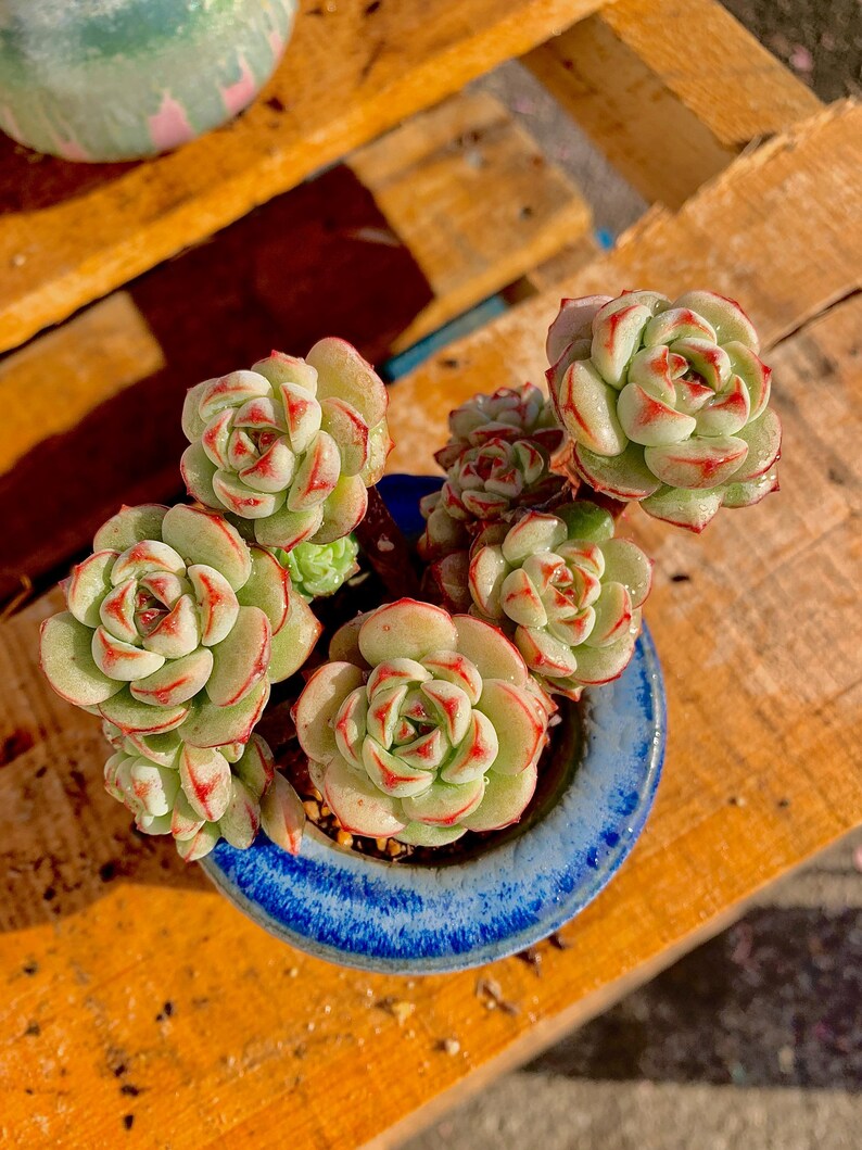 2512-031 Boutique Big Rare Succulents/Sedeveria Vanilla Bis /What You See is What You Get/Bare Root Without Soil Pot/Plants Gifts