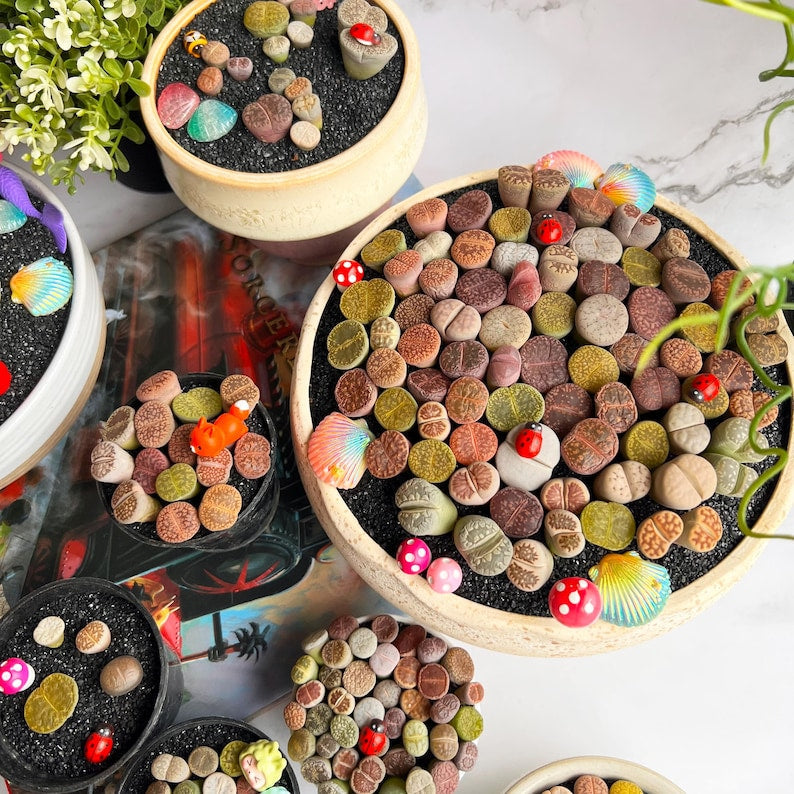 Boutique Large Lithops Random DIY Mix Rare Live Succulents Plants, Bare Root Without Soil & Pot, Plants Lover Gift