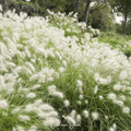 Feathertop Ornamental Grass Seeds – Pennisetum villosum, Silvery White Plumes, Annual Garden Grass, 25 Seeds