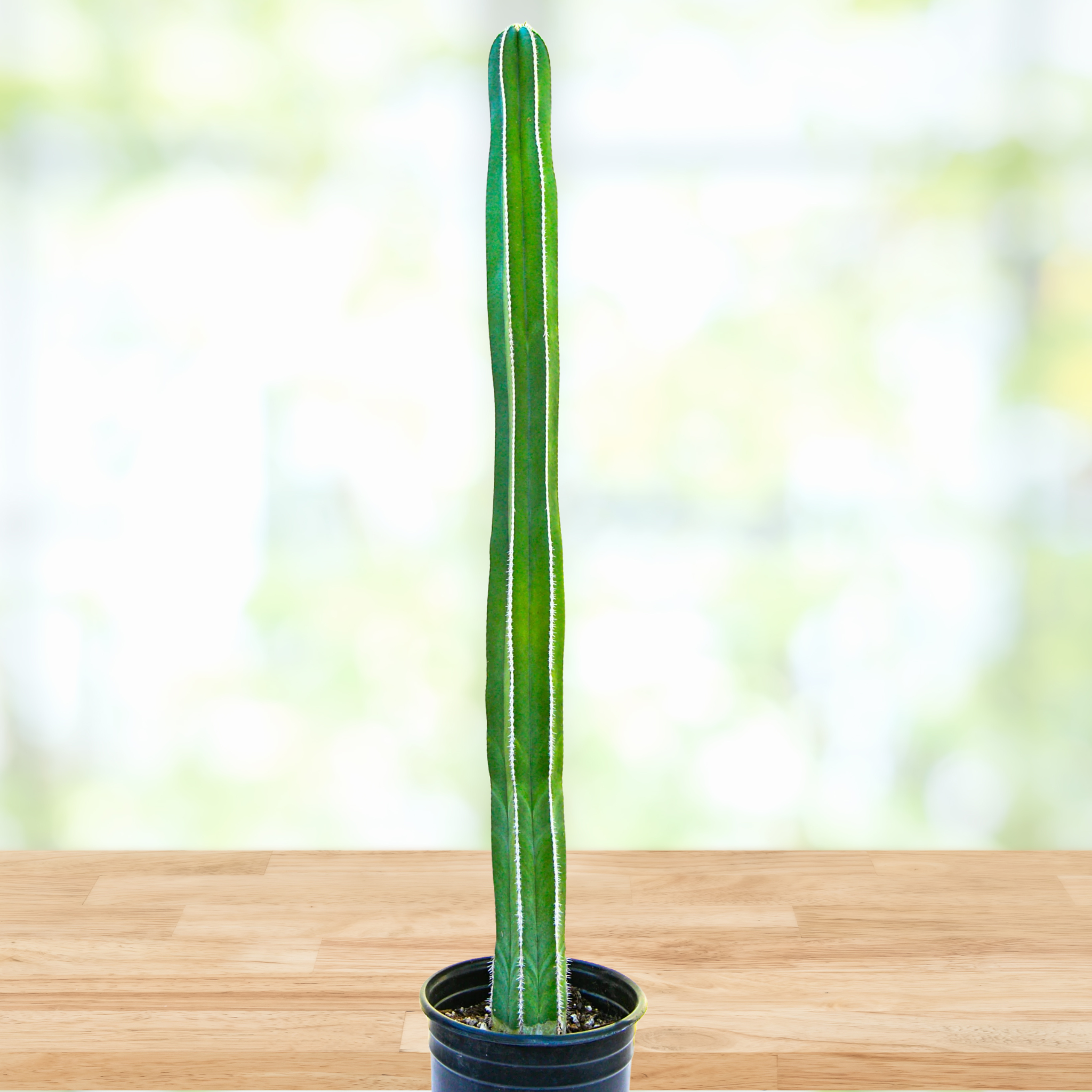 Mexican Fence Post Cactus
