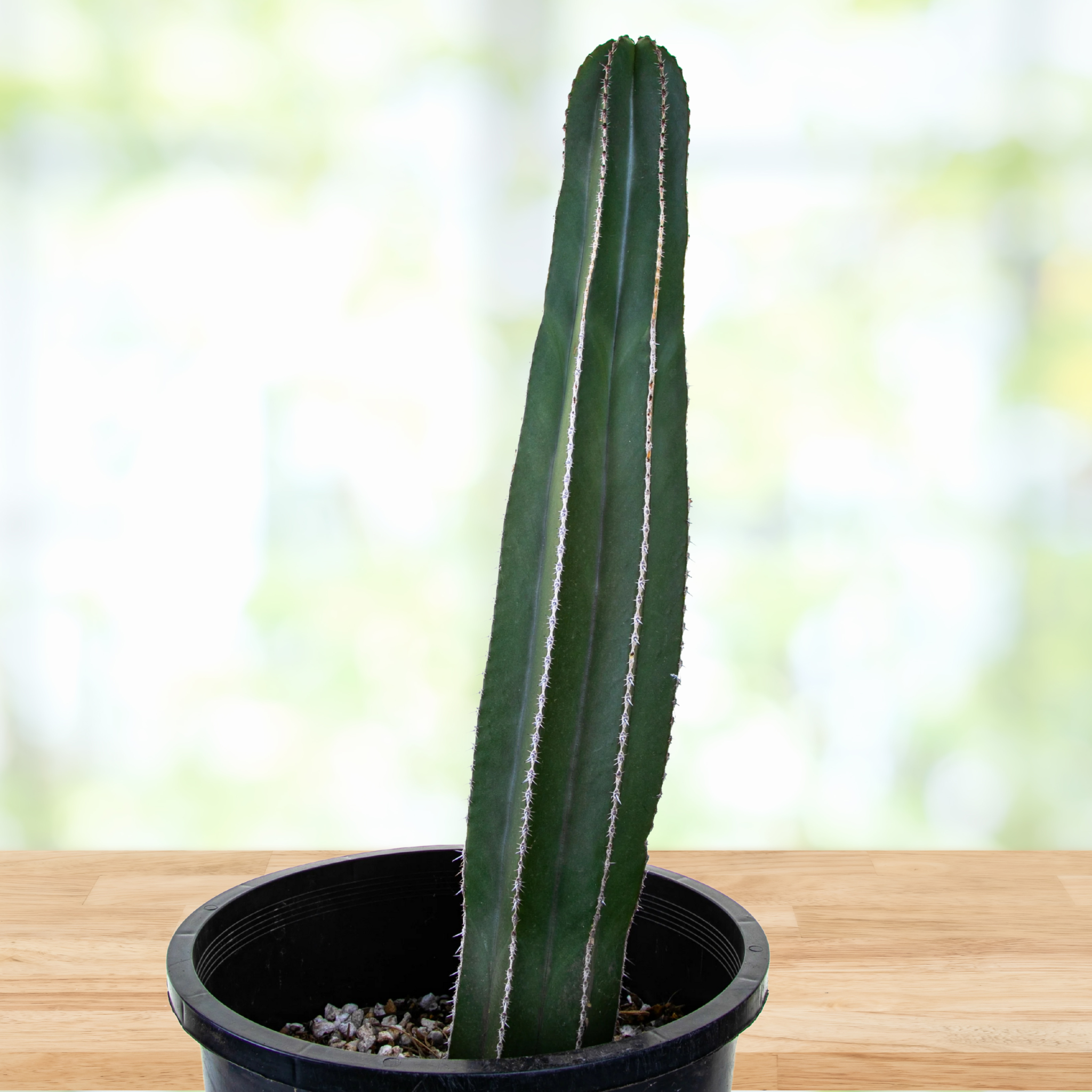 Mexican Fence Post Cactus