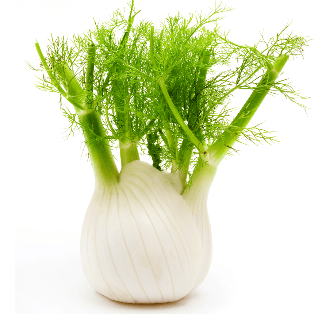 Preludio Fennel Seeds