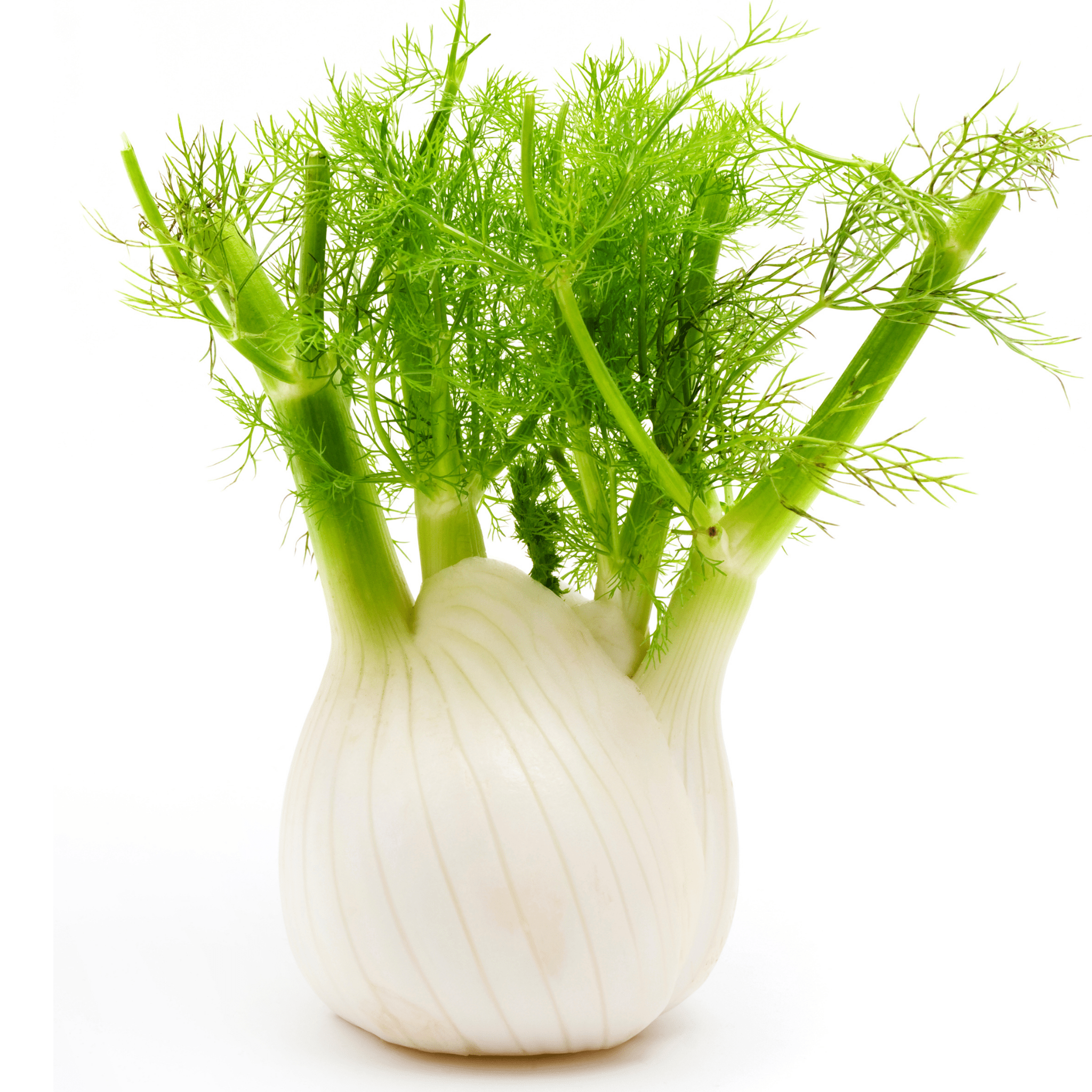 Preludio Fennel Seeds
